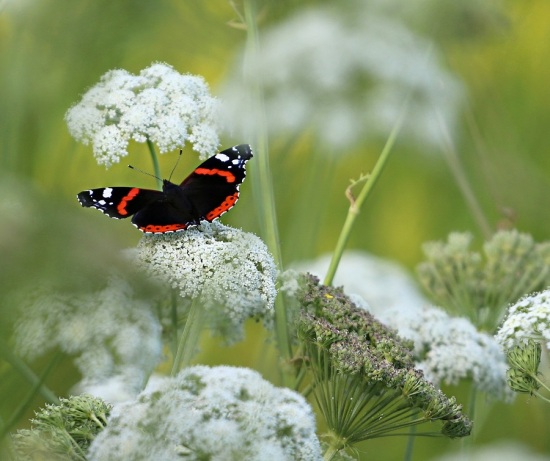 gramíneas mariposa Llega la primavera y las alergias